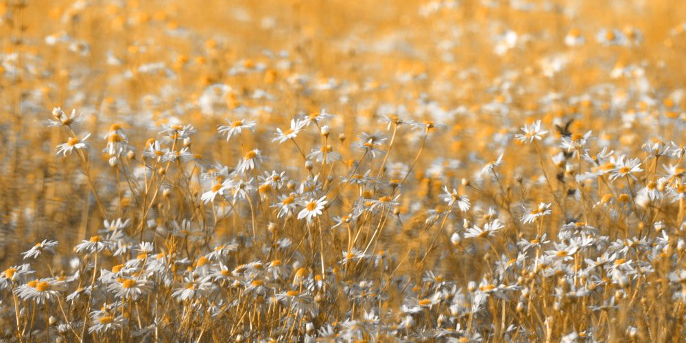 Geschützt: Passwort-geschützter Bereich (Das Passwort lautet: „Propolis“)